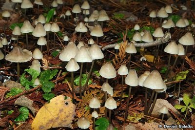 mycena-filopes