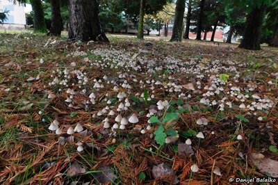 mycena-filopes