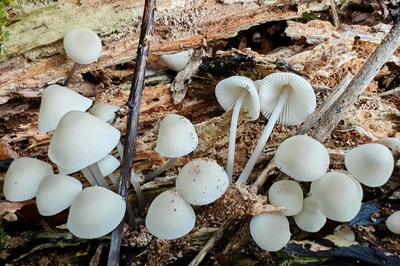 Mycena galopus var. candida
