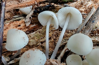 mycena-galopus-var-candida1