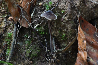 Mycena galopus