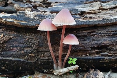 Mycena haematopus