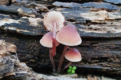 mycena-haematopus