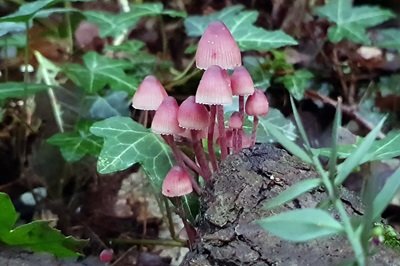 mycena-haematopus