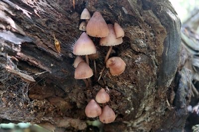 mycena-haematopus