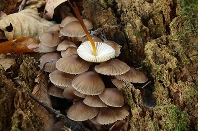 Mycena inclinata