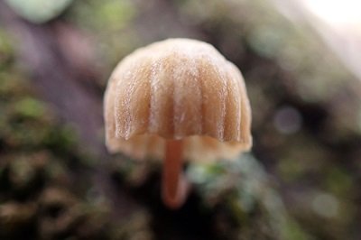 Mycena juniperina