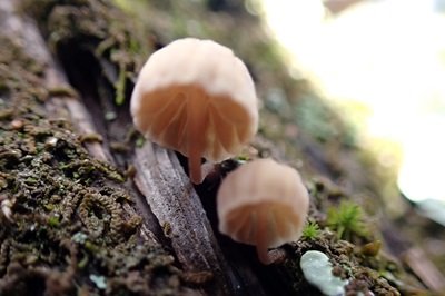 mycena-juniperina