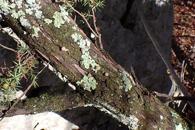 mycena-juniperina