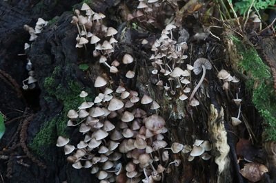 Mycena maculata