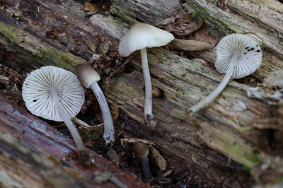 mycena-niveipes1