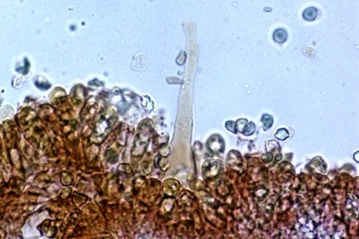mycena-niveipes10