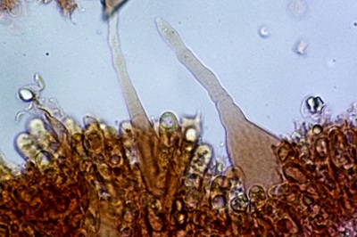 mycena-niveipes11