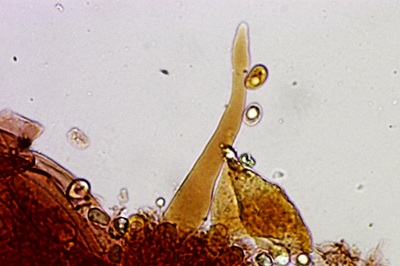 mycena-niveipes12