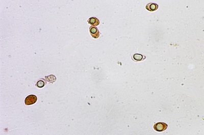 mycena-niveipes6