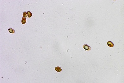 mycena-niveipes7
