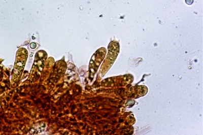 mycena-niveipes8