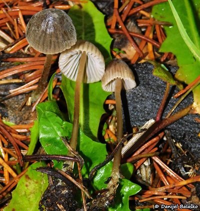 Mycena olivaceomarginata