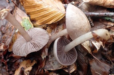 mycena-pelianthina