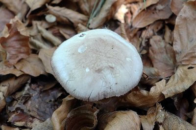 mycena-pelianthina