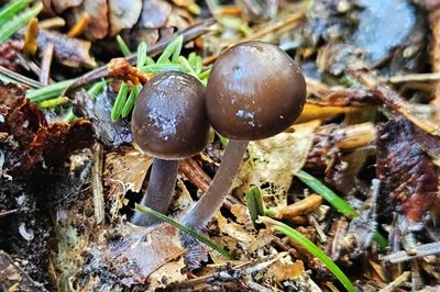 Mycena plumipes