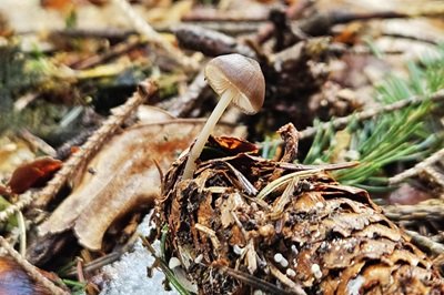 mycena-plumipes1