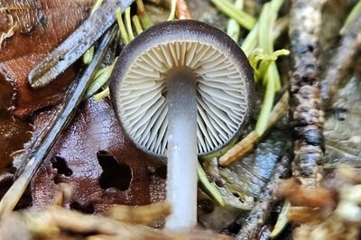 mycena-plumipes2