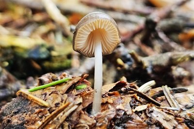 mycena-plumipes3