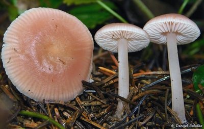 mycena-rosea