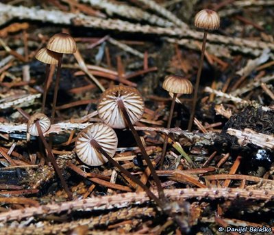 Mycena sanguinolenta