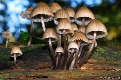 Mycena stipata