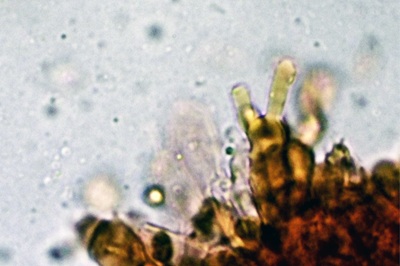 mycena-stylobates10