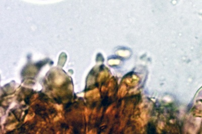 mycena-stylobates11