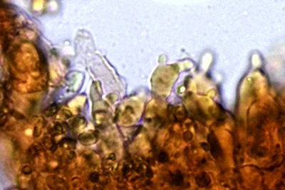 mycena-stylobates12