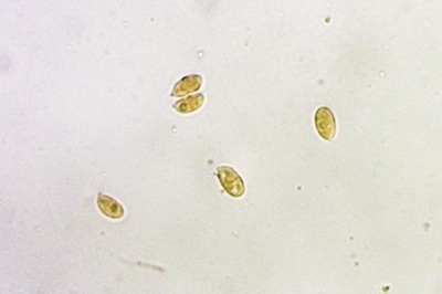 mycena-stylobates8