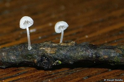 Mycena tenerrima