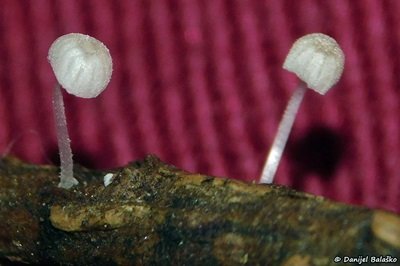 mycena-tenerrima