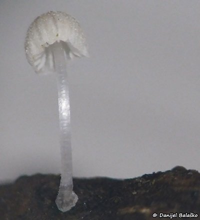 mycena-tenerrima