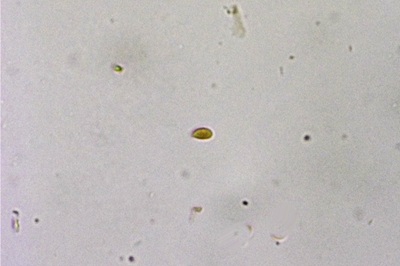 mycena-tintinnabulum7