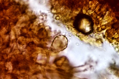 mycena-tintinnabulum9