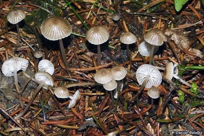 Mycena vulgaris