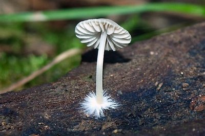 mycena xantholeuca