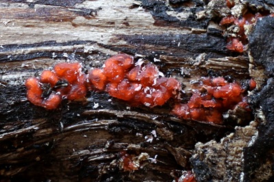 mycogloea-macrospora4