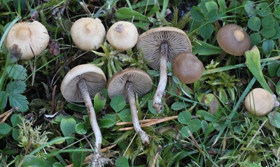 Myochromella inolens