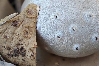 myriostoma-coliforme2