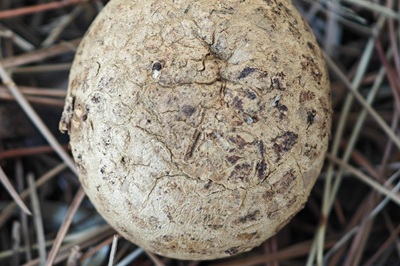 myriostoma-coliforme3