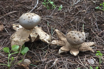 myriostoma-coliforme5