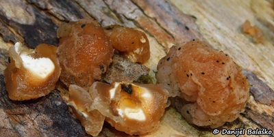 naematelia-encephala3