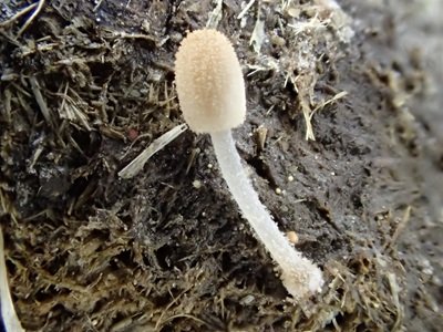 Narcissea cordispora