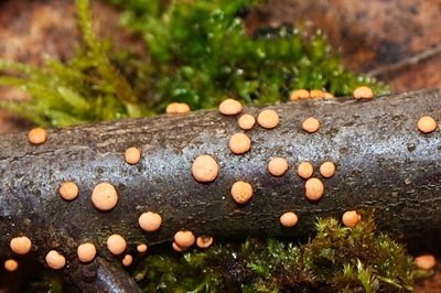 Nectria cinnabarina